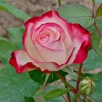 Joyce Peterman-Hale - @joyce.hale.3950 - Instagram