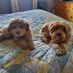 Joyce Peterson - @joycee272 - Instagram