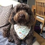 Joyce Melia - @pippindougal - Instagram