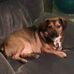 Pippin Joyce - Facebook