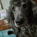 Mary Anne Joyce Pringle - @mapringle412 - Instagram