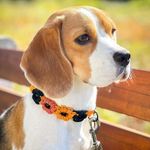 Joyce Rees - @beagle_love_addicted - Instagram