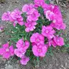 Joyce Reitz - @joyce.reitz - TikTok