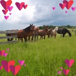 Joyce Rider - @dreamcatchermeadowsinc_ - Instagram