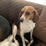 Joyce Rinaldi - @bamabeagle29 - Instagram