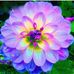 Joyce Ringer - Facebook