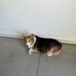 Joyce Rockwell - @samthecorgi10 - Instagram