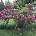 Joyce Rohrer - @joyce.rohrer - Instagram