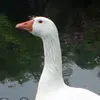 Joyce Royce - @joyce.royce3 - TikTok
