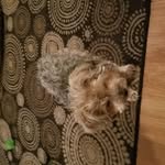 Joyce Satchell - @satchelljoyce - Instagram