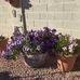 Joyce Saxton - Facebook