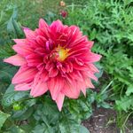 Joyce Heinl Schell - @daisyblue64 - Instagram