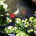 Joyce Schiller - Facebook