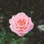 Joyce Schmidt - @joyce.schmidt.7 - Instagram