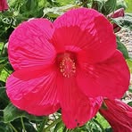 Joyce Seifert - Facebook
