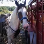 Joyce Sells - @oldoakacres - Instagram