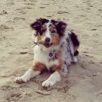 Joyce Shine Roz-Avel Dupé - @shine_aussie - Instagram