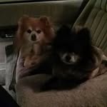Joyce Shively - @shivelyjoyce - Instagram