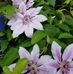 Joyce Shropshire Wood - Facebook
