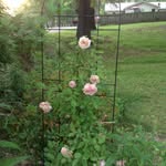 Joyce Sipes - @vjs1962 - Instagram