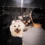 Joyce Siu Bopui - @joycesiubopui - Instagram