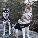 JOYCE & SPARROW - @joyce.herbin - Instagram