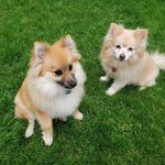 Joyce Stetson - @grapevine53 - Instagram