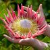 Joyce Switzer - Facebook