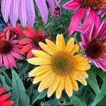 Joyce Taft - @crewupproductions - Instagram
