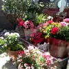 Joyce Stapley - @joyce.stapley - TikTok