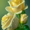 Joyce Tipton - @joyce.tipton6 - TikTok