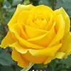 Joyce Tipton - @joyce.tipton - TikTok