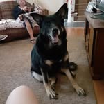 simba joyce tisdale - @simba20205 - Instagram