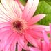 Joyce Davis-Toland - Facebook