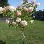 Joyce Kadwell-Staley Towers - @joycekadwellstaleytowers - Instagram
