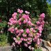 Joyce Tremblay - Facebook