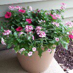 Joyce Trout - @rjtrout59 - Instagram