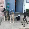 Joyce Turpin353 - @hellodogmom - TikTok