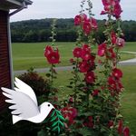 Joyce Shutters-VanWinkle - @shuttersjoyce - Instagram