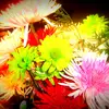 Joyce Veasey - @joyce.veasey - TikTok