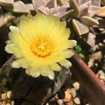 Joyce Wallen - @wallen4297 - Instagram