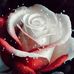 Joyce Ward - Facebook