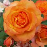 Joyce Warner Borthwick - @joyce_bosslady - Instagram