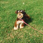 Paul & Joyce Warner - @stonypointschnauzers - Instagram