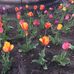 Joyce Weese - Facebook