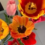 Joyce Westerveld - @westerveldjoyce - Instagram