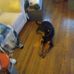 Joyce Whitcomb - Facebook