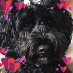 Joyce Wickens - @joyce.wickens - Instagram