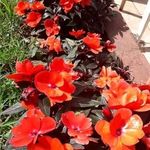 Joyce Wille - @wille3017 - Instagram
