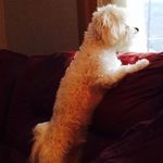 Joyce Wolfe - @retired.fudge21 - Instagram